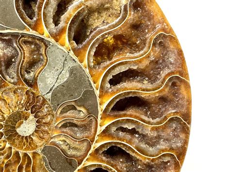 buy ammonites online.